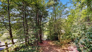 Un sendero en el bosque con árboles frondosos y cielo despejado.