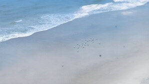 Una spiaggia con uno stormo di uccelli sulla sabbia.