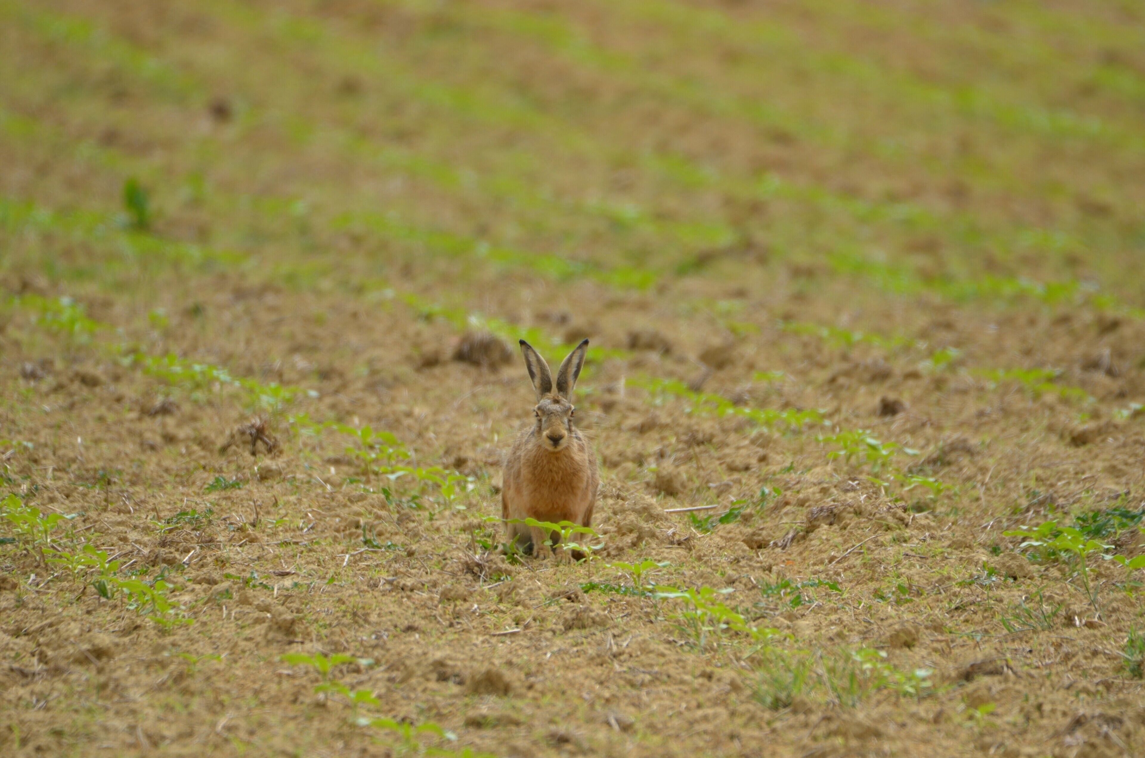 Un lepre in un campo.