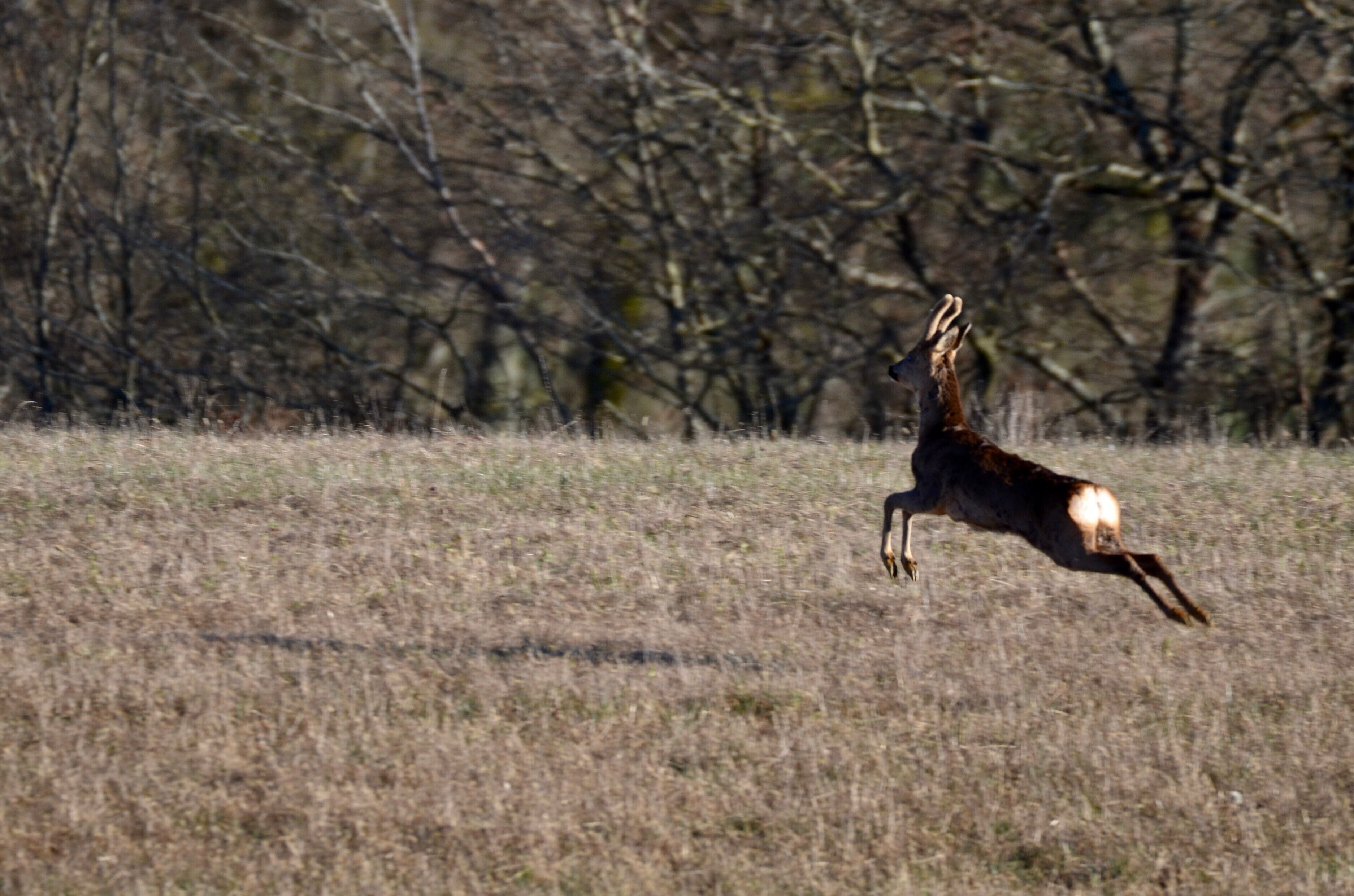 A deer in motion in a grassy field with leafless trees in the background.