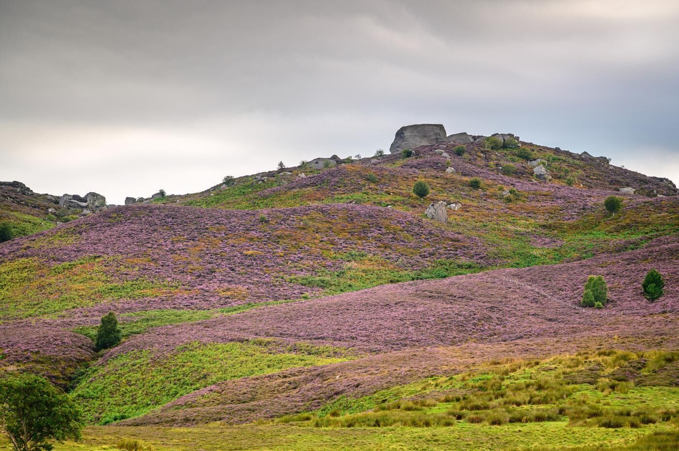 Un paysage vallonné, parsemé de bruyère violette, d’herbe verte et dominé par une formation rocheuse imposante.