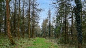 Un sentiero nella foresta, con alberi alti e sottobosco verde.