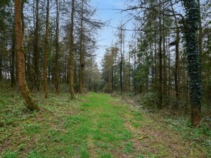 Ein schmaler Pfad durch einen Wald mit hoch aufragenden Bäumen und dichtem Grün.