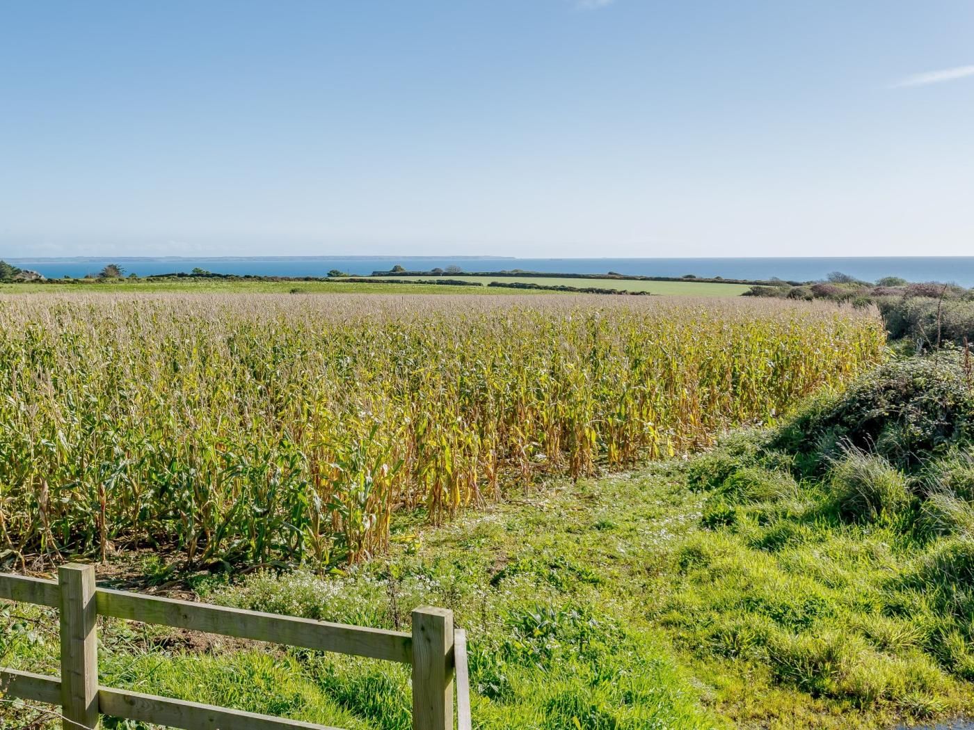 A field of crops with a wooden fence in the foreground and a clear sky in the background.