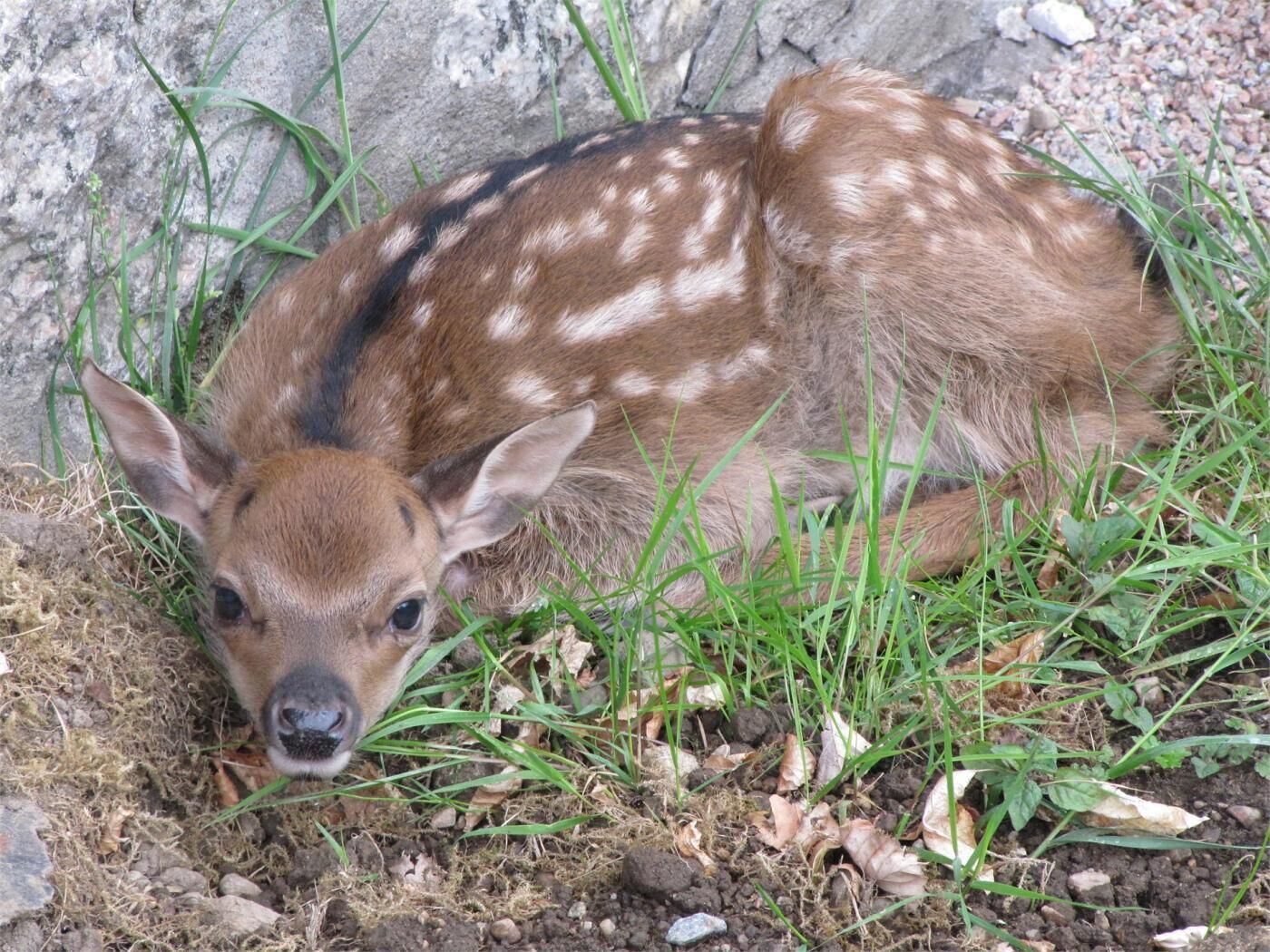 A young deer lying on the ground near a rock and grass.