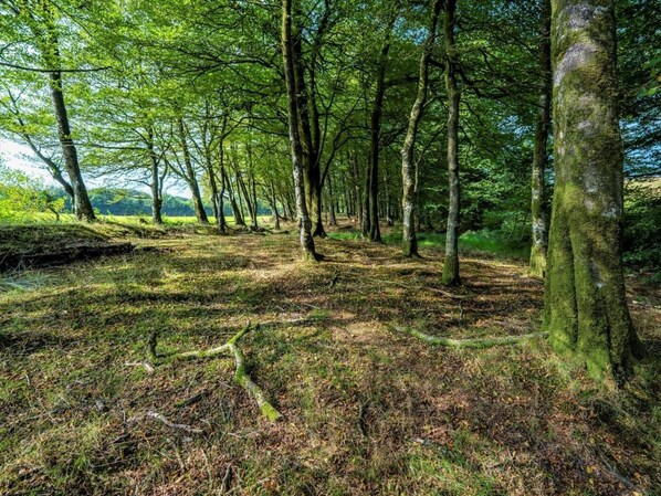 A forested area with tall trees and a grassy path.