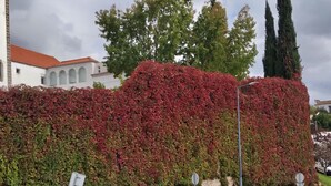Ein Heckenwerk mit roten Blättern, ein Straßenschild und ein Gebäude mit rotem Dach im Hintergrund.