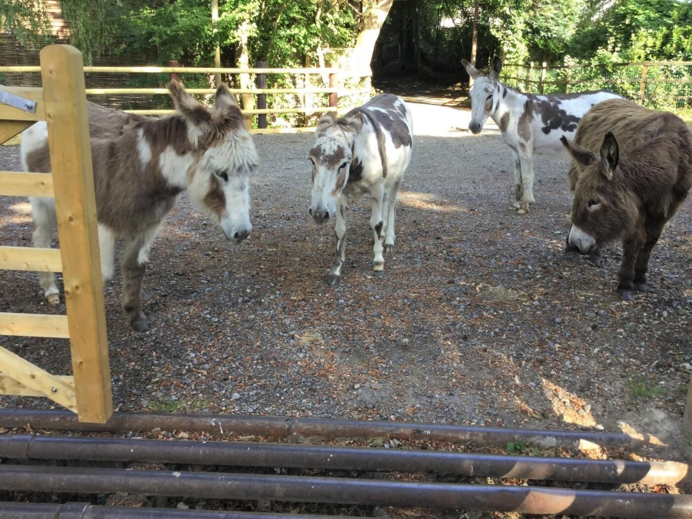 Une étable abritant quatre ânes, une clôture en bois et un sol recouvert de gravier.