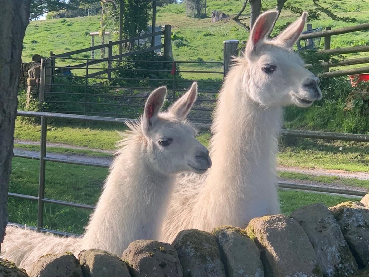 Two white llamas standing behind a stone wall.