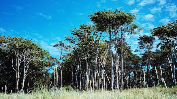 Une plage de sable bordée de grands arbres, sous un ciel bleu clair.