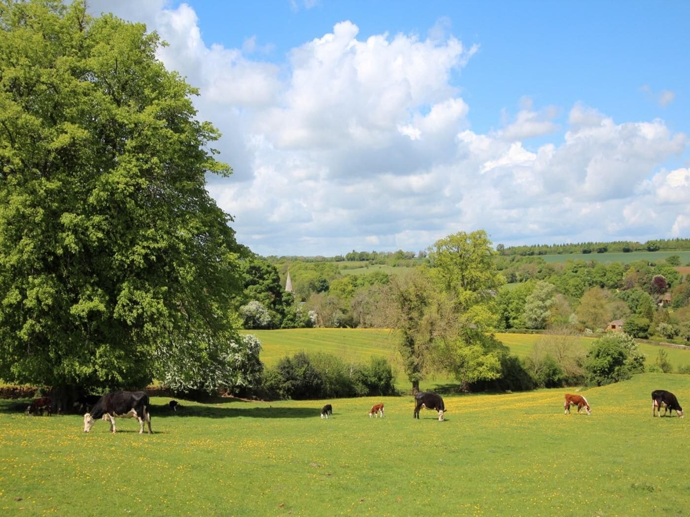 A rural landscape with cows grazing, a large tree, and rolling hills in the background.