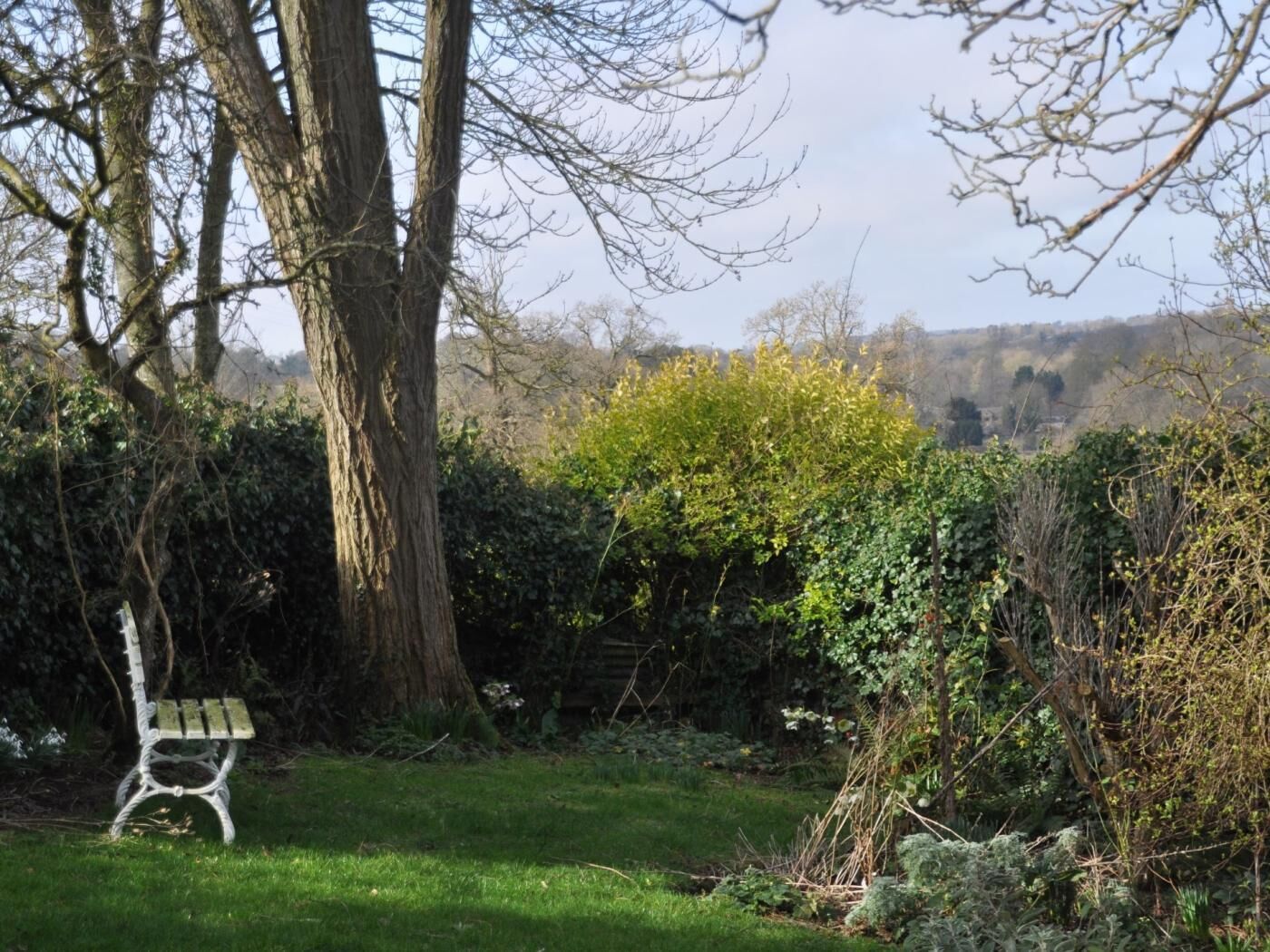 Un banc dans un jardin, avec un grand arbre et une végétation dense.