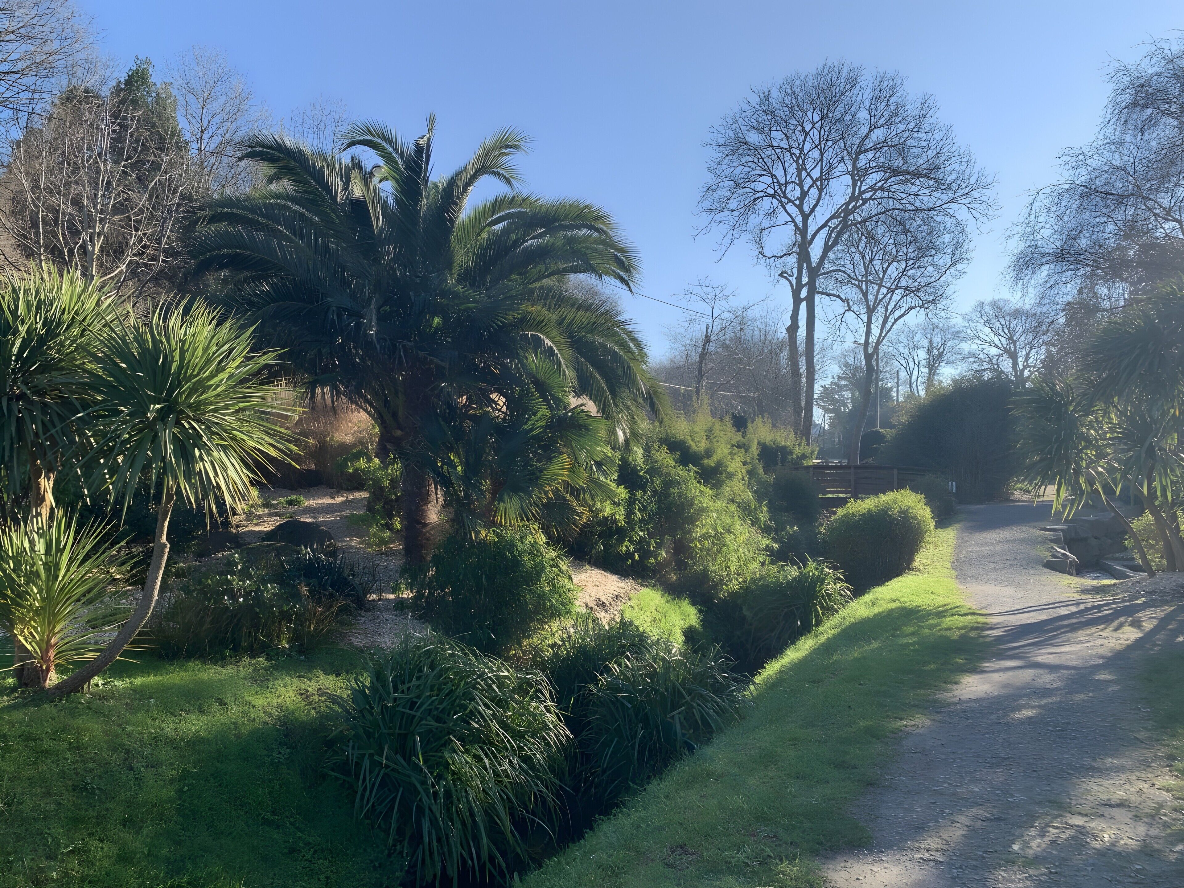 Un jardin agrémenté de palmiers, d’un chemin de gravier et de divers arbustes.