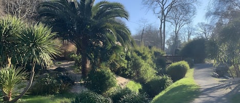 A garden with palm trees, a gravel path, and various shrubs.