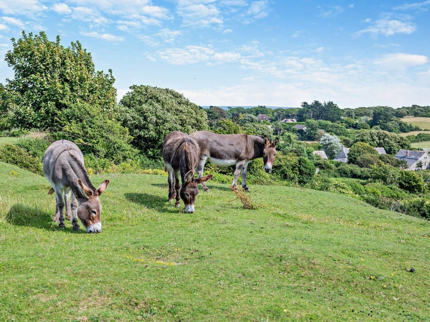 A grassy field with three donkeys grazing.