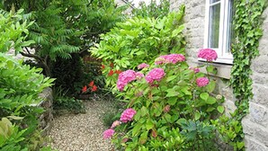 Ein Garten mit Steinmauer, Kiesweg, üppigem Grün und rosa Blüten.