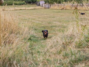 A dog in a grassy field with a fence and trees in the background.