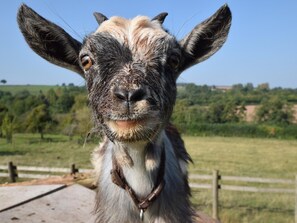 A close-up of a goat with a brown and white coat, wearing a leather collar. - 2 Bed in Leominster (oc-78637) (Stoke Prior)