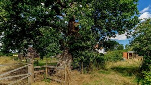 A large tree with a wooden fence in a rural setting. - 3 Bed in North Walsham (oc-78708) (Honing)