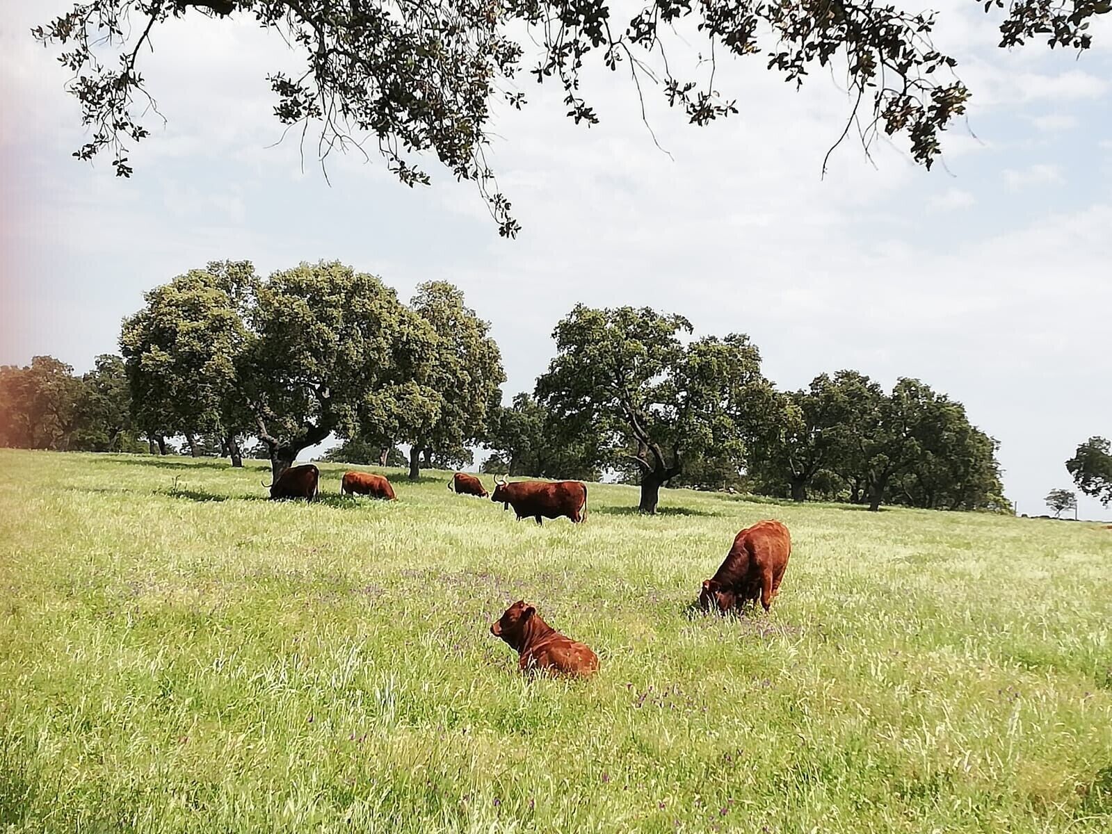 Un campo cubierto de hierba con árboles y vacas.