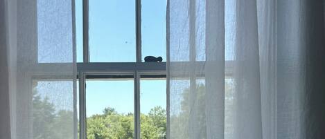 A window with a view of a green landscape.