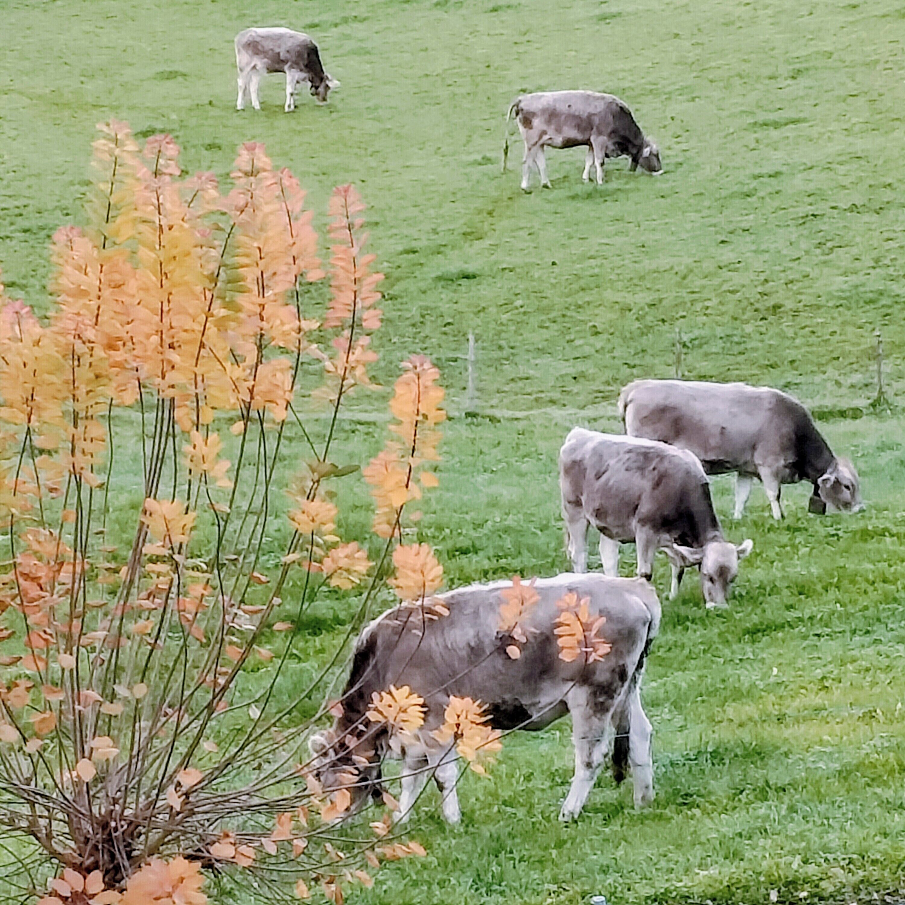A grassy field with cows grazing.