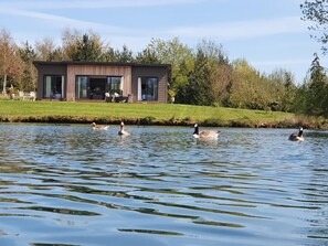 Ein modernes Haus mit einem großen Glasfenster, einer grünen Rasenfläche und einem Teich mit Enten.