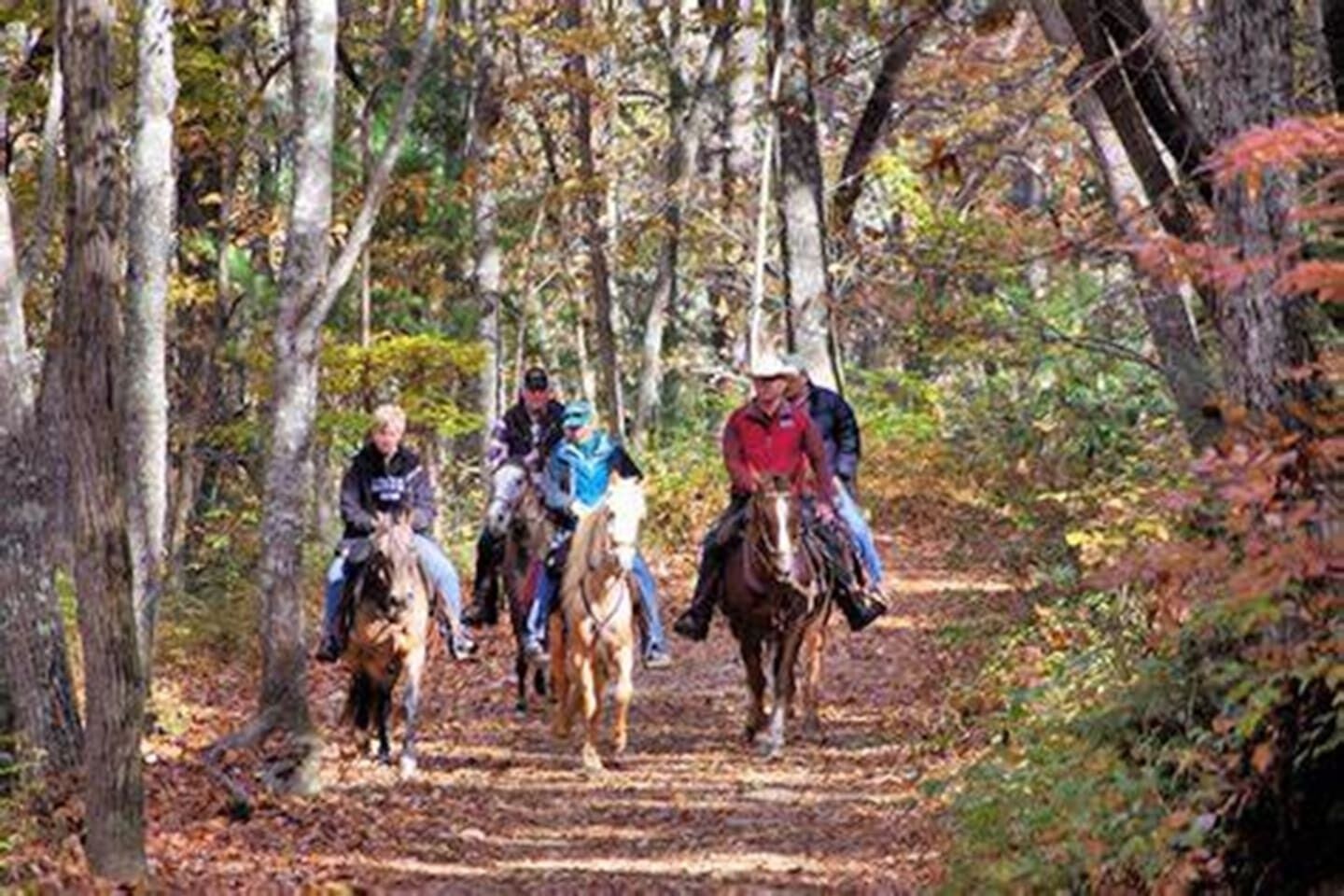 A group of people horseback riding on a forest trail.