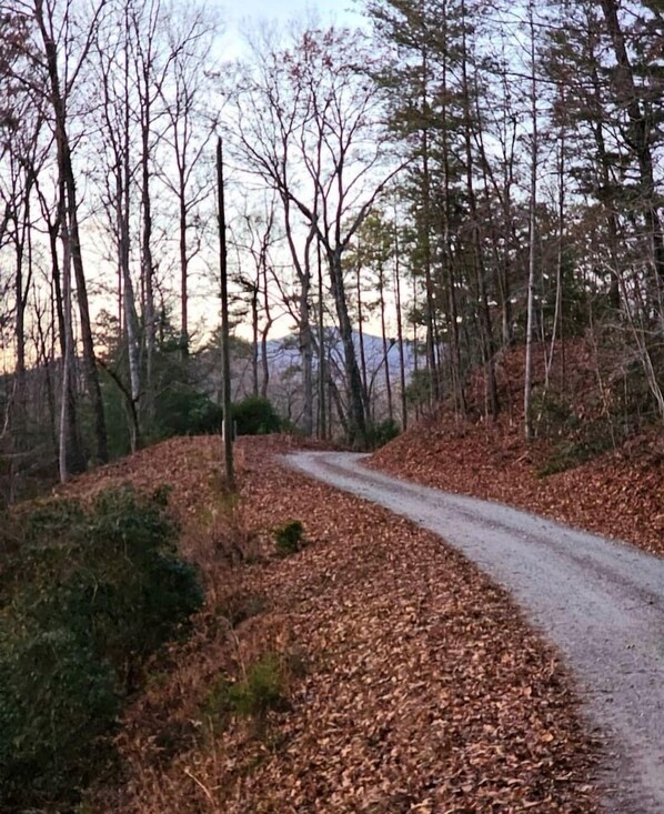 A rural road surrounded by trees and fallen leaves.