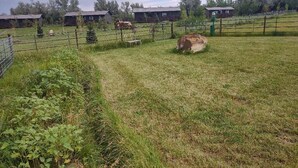 A fenced pasture with cows, a large rock, and wooden buildings in the background. - Alpha Wolf Cabin at the Wolf Haven Cabins (Lovell)