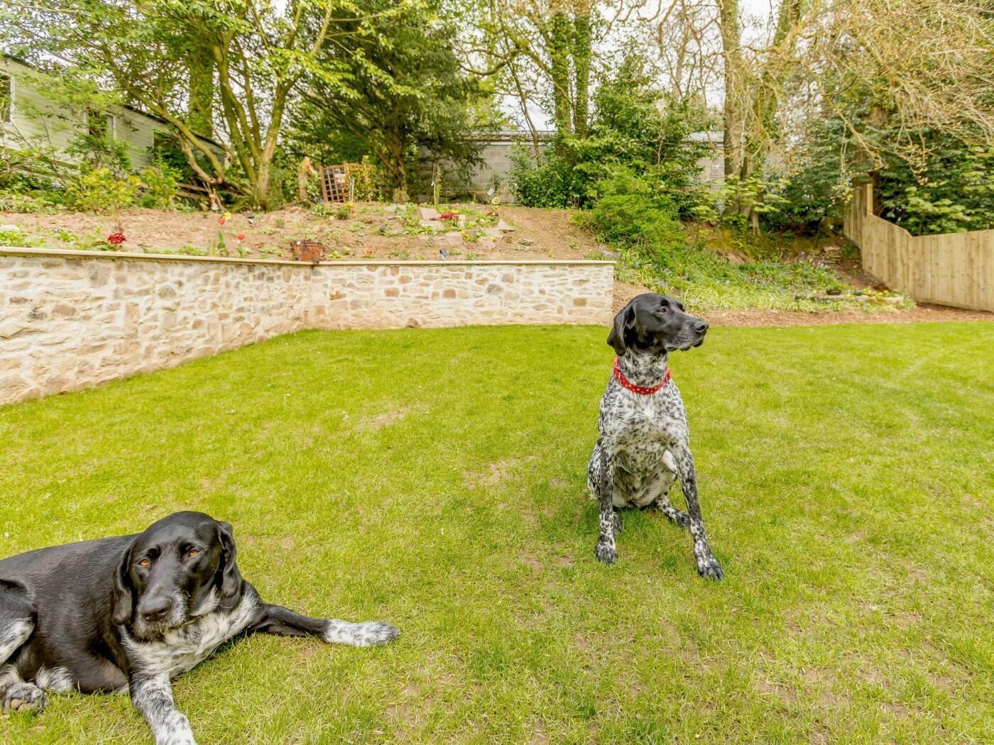 A backyard with a stone wall, a wooden fence, and a grassy lawn.