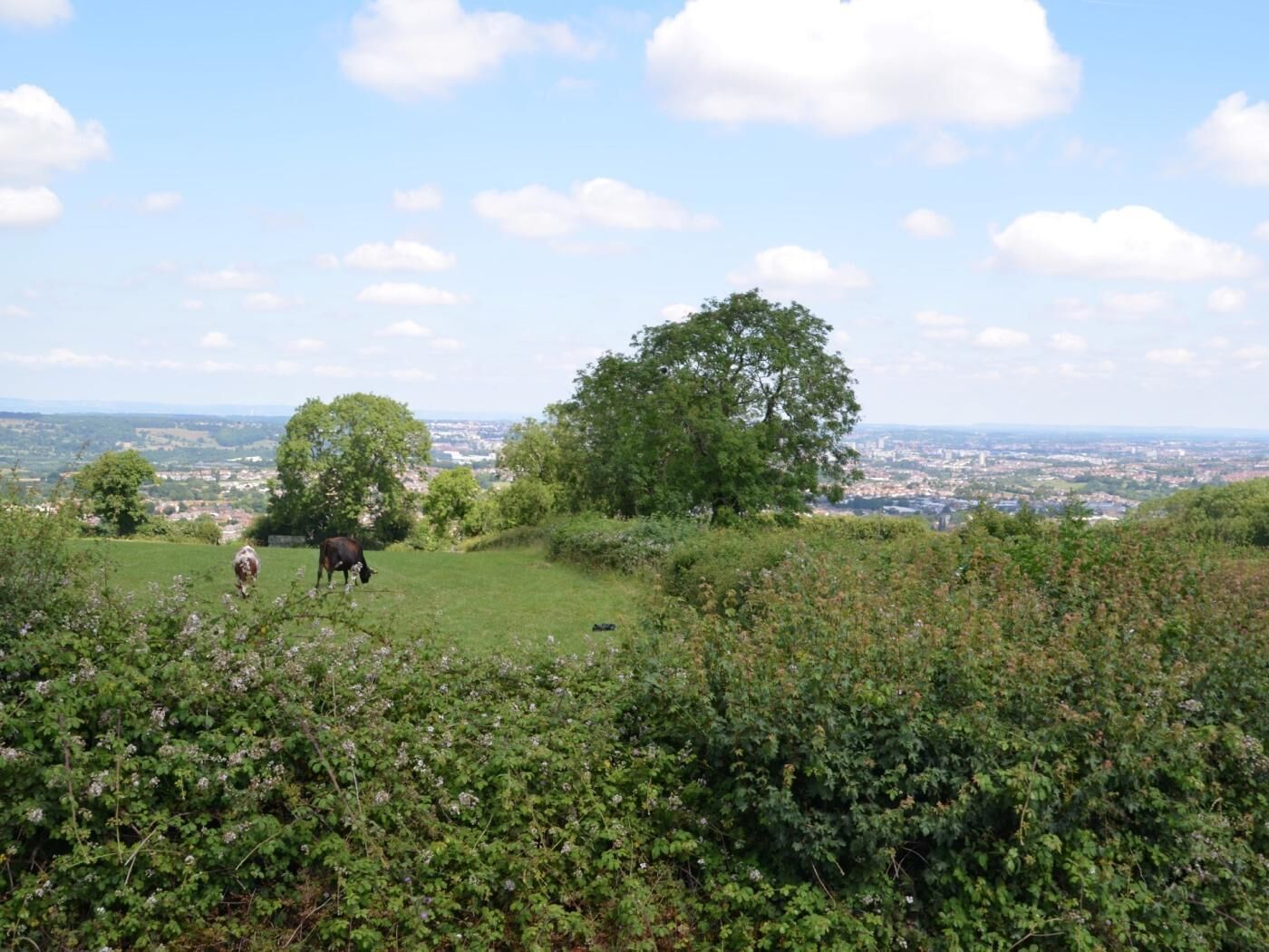 Ein grasbewachsener Hügel mit einem Baum und einer Kuh, mit Blick auf eine entfernte Stadtlandschaft.