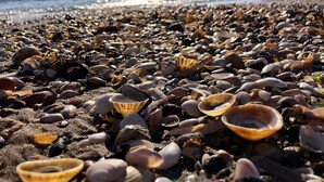 Una playa con diversas conchas y piedras.