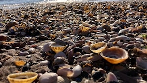 A beach with various shells and pebbles. - 1 Bed in Girvan (oc-78073) (Girvan)