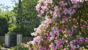 A garden with flowering shrubs and a metal gate. - 2 Bed in Cockermouth (oc-sz381) (Wythop)
