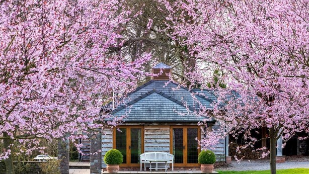 Eine Holzhütte mit Veranda, umgeben von blühenden Kirschbäumen.