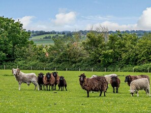 A grassy field with a group of sheep. - 2 Bed in Taunton (oc-80694) (North Curry)