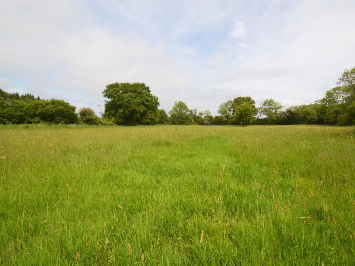 A grassy field with trees in the background.