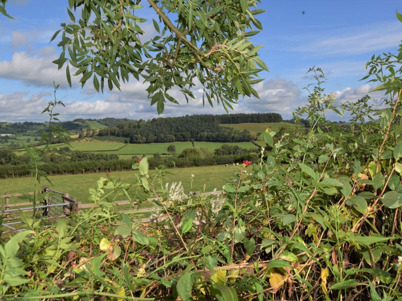 Ländliche Landschaft mit Blick auf sanfte Hügel, einem Zaun und Vegetation.