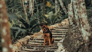 A dog sitting on a wooden staircase surrounded by trees. - Samaya Lush Lakeside Apt - White Lotus (San Miguel)