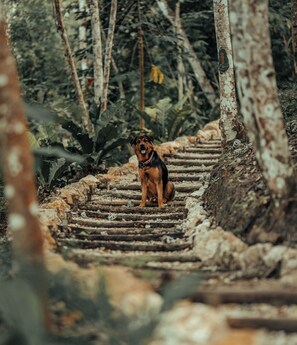 A dog sitting on a wooden staircase surrounded by trees. - Samaya Lush Lakeside Apt - White Lotus (San Miguel)