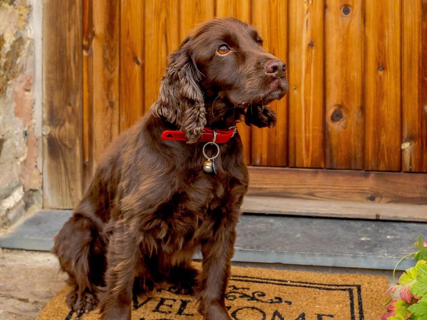 Un chien assis sur un tapis sur lequel est écrit le mot « BIENVENUE ».