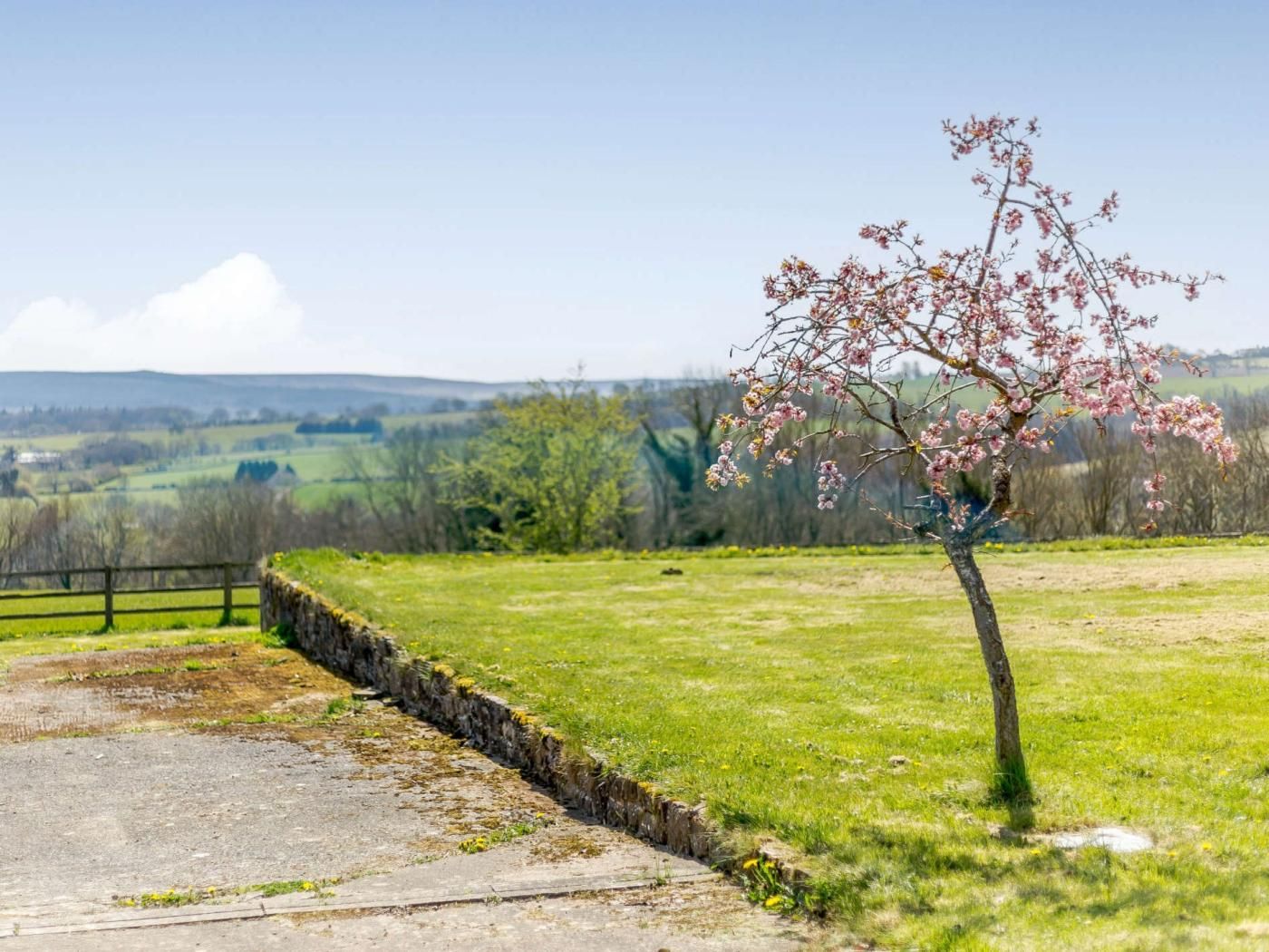A rural landscape with a single tree in bloom, a stone wall, and a clear sky.