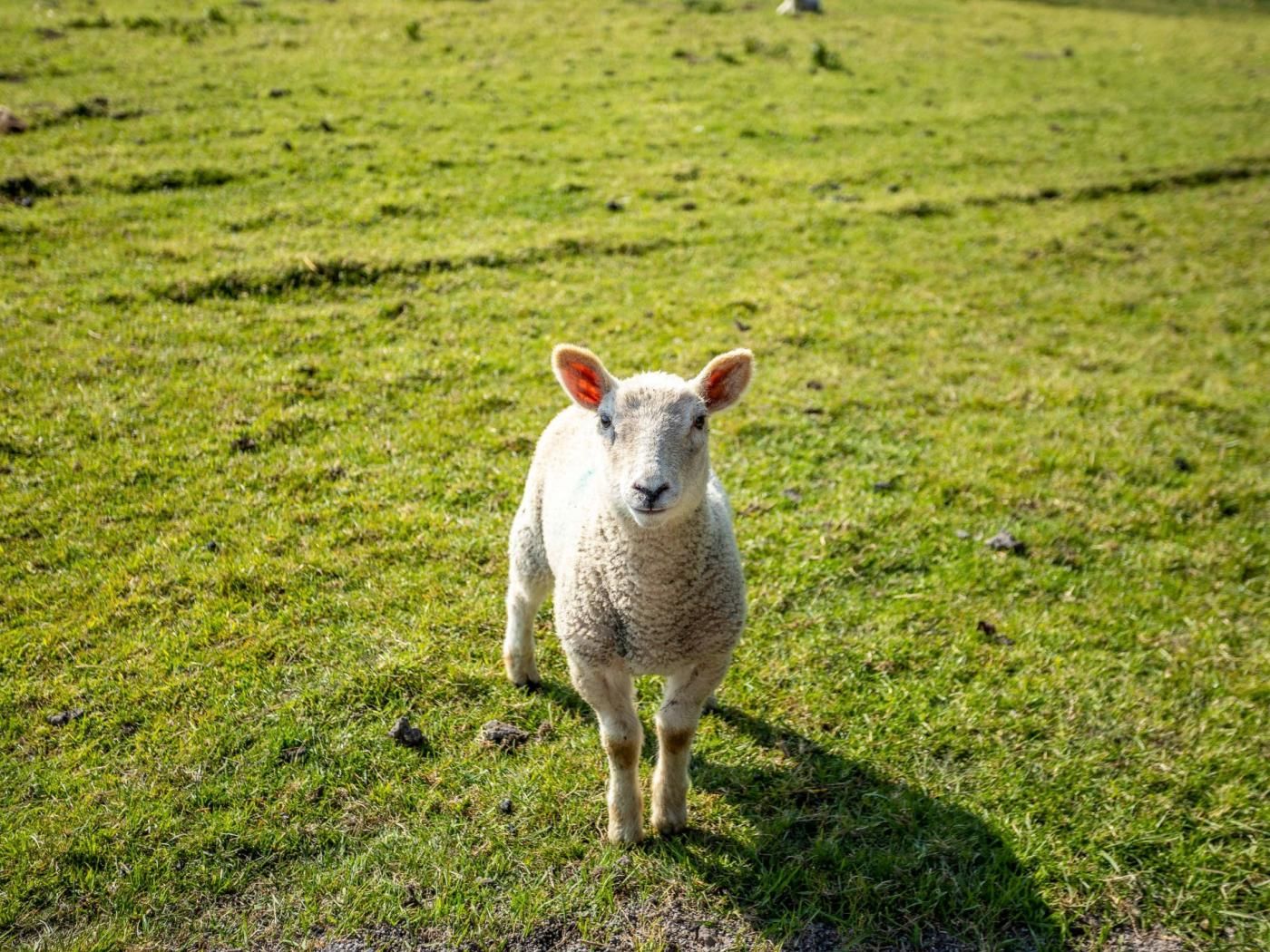 Un agneau se tient dans un champ d’herbe.