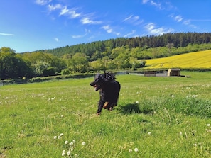 A dog in a grassy field with a forested hill in the background.