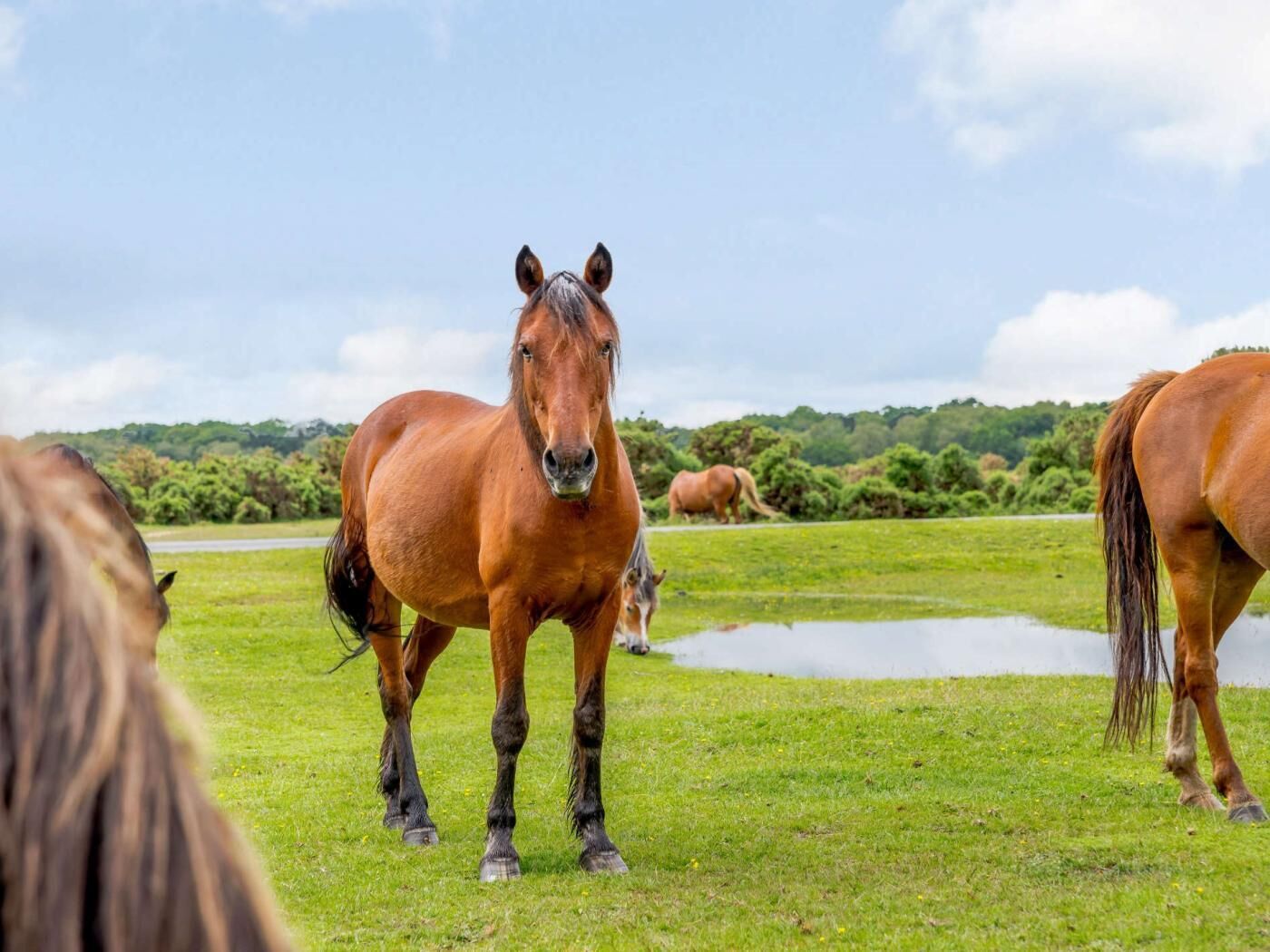 A group of horses in a grassy field with a water body and trees in the background.