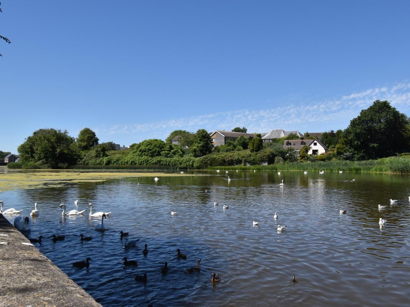 A calm lake with swans and ducks, surrounded by greenery and houses.