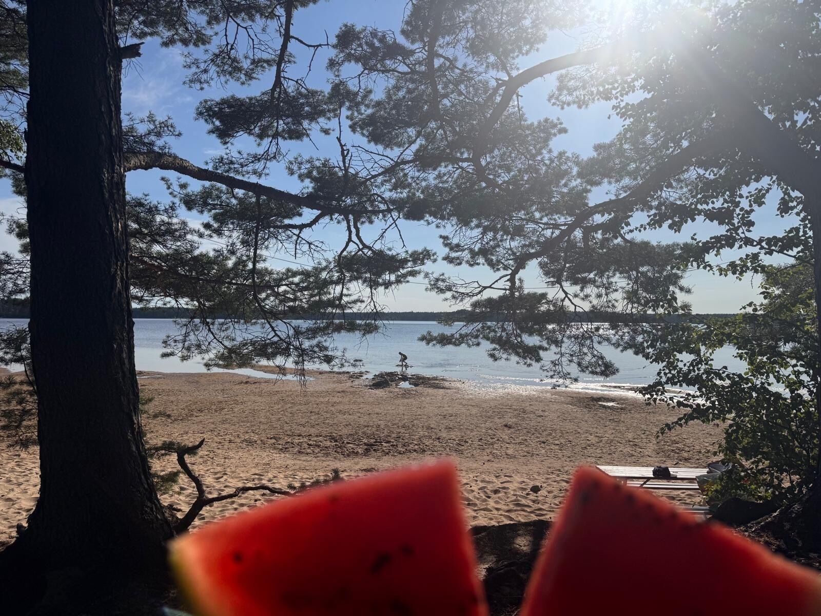 A beach scene with a clear view of the water and a tree in the foreground.