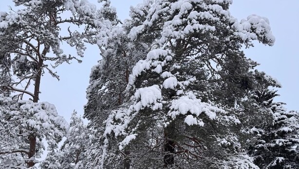 A cabin surrounded by snow-covered trees. -  Villa & Timber Cabin’6,000 m² Estate Close to Lakes, Hiking, Cycling & Fishing (Västra Götalands län)