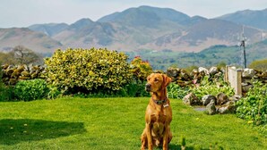 Um cão sentado em um campo gramado, com montanhas ao fundo.